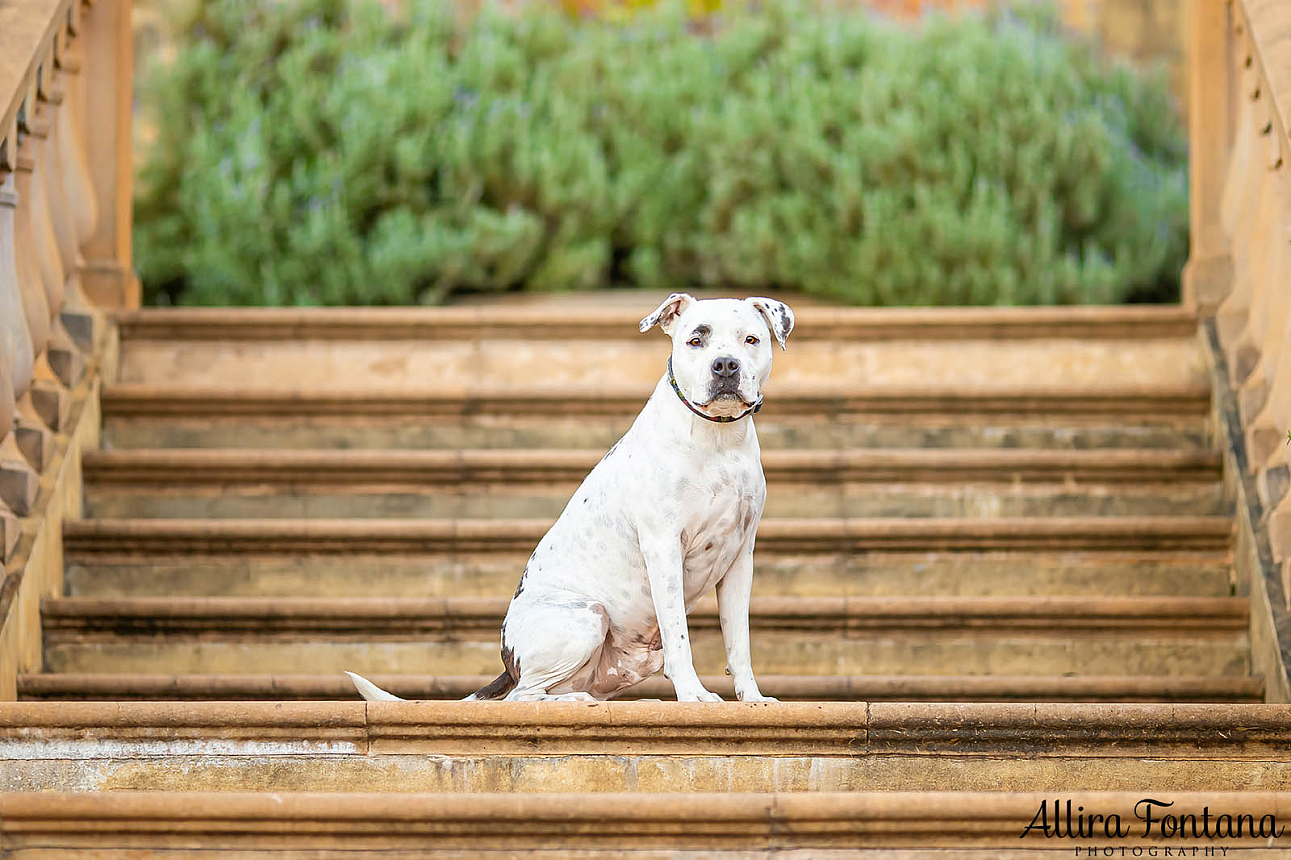 Wonka's photo session at Fagan Park 