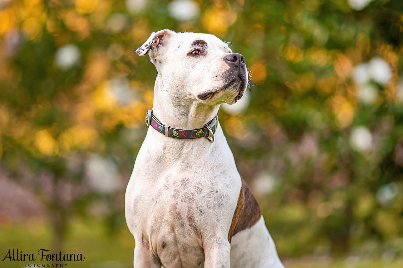 Wonka's photo session at Fagan Park 