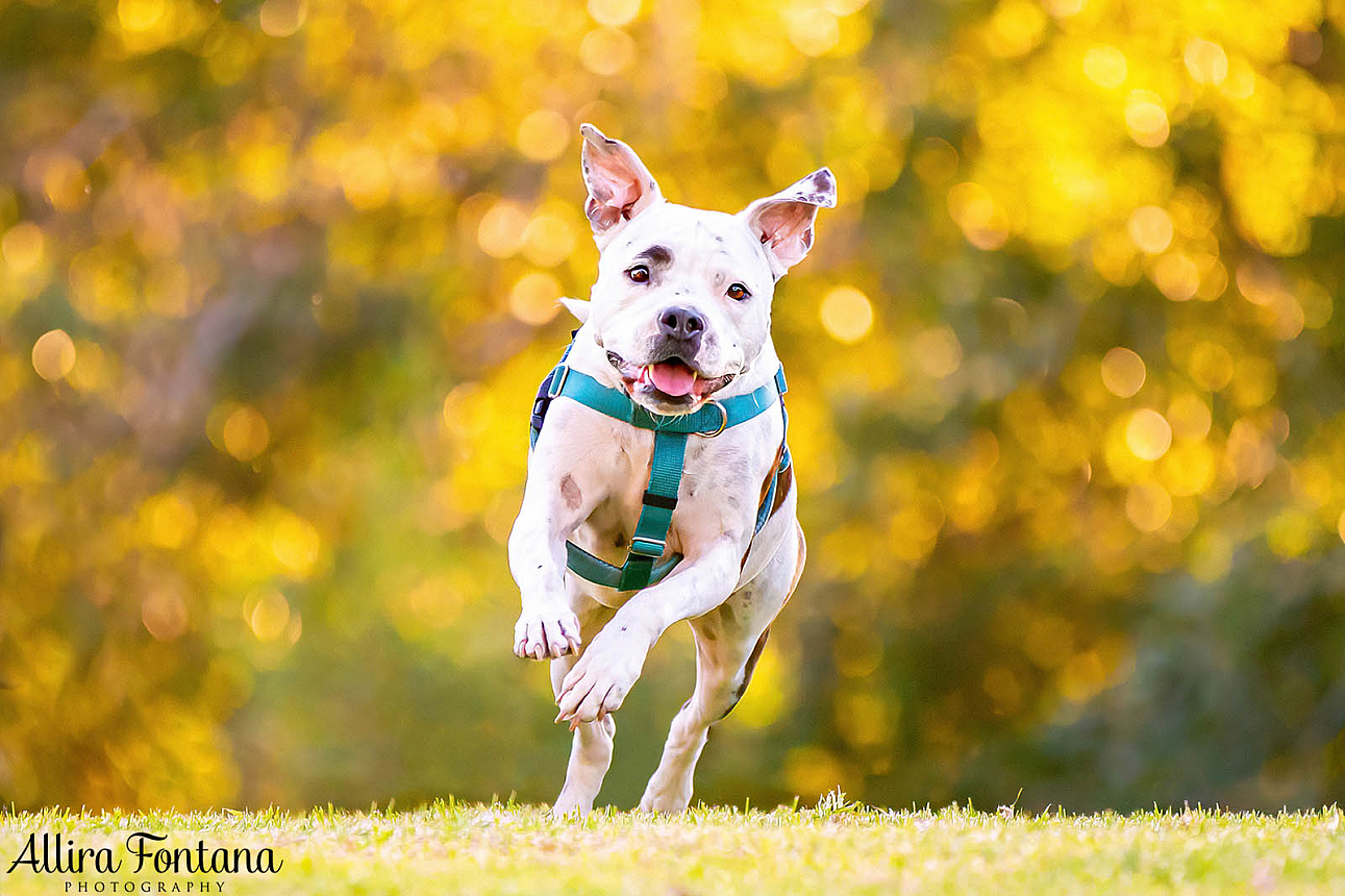 Wonka's photo session at Fagan Park 