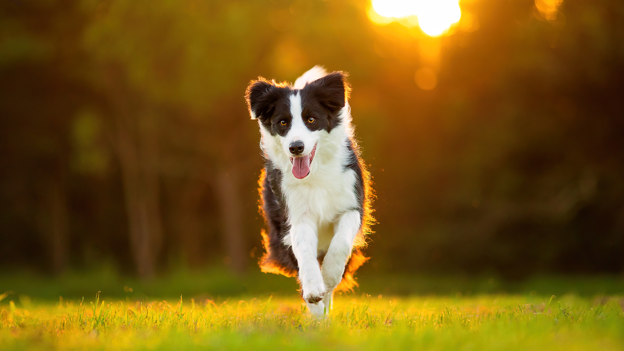 sydney-dog-photographer-border-collie.jpg