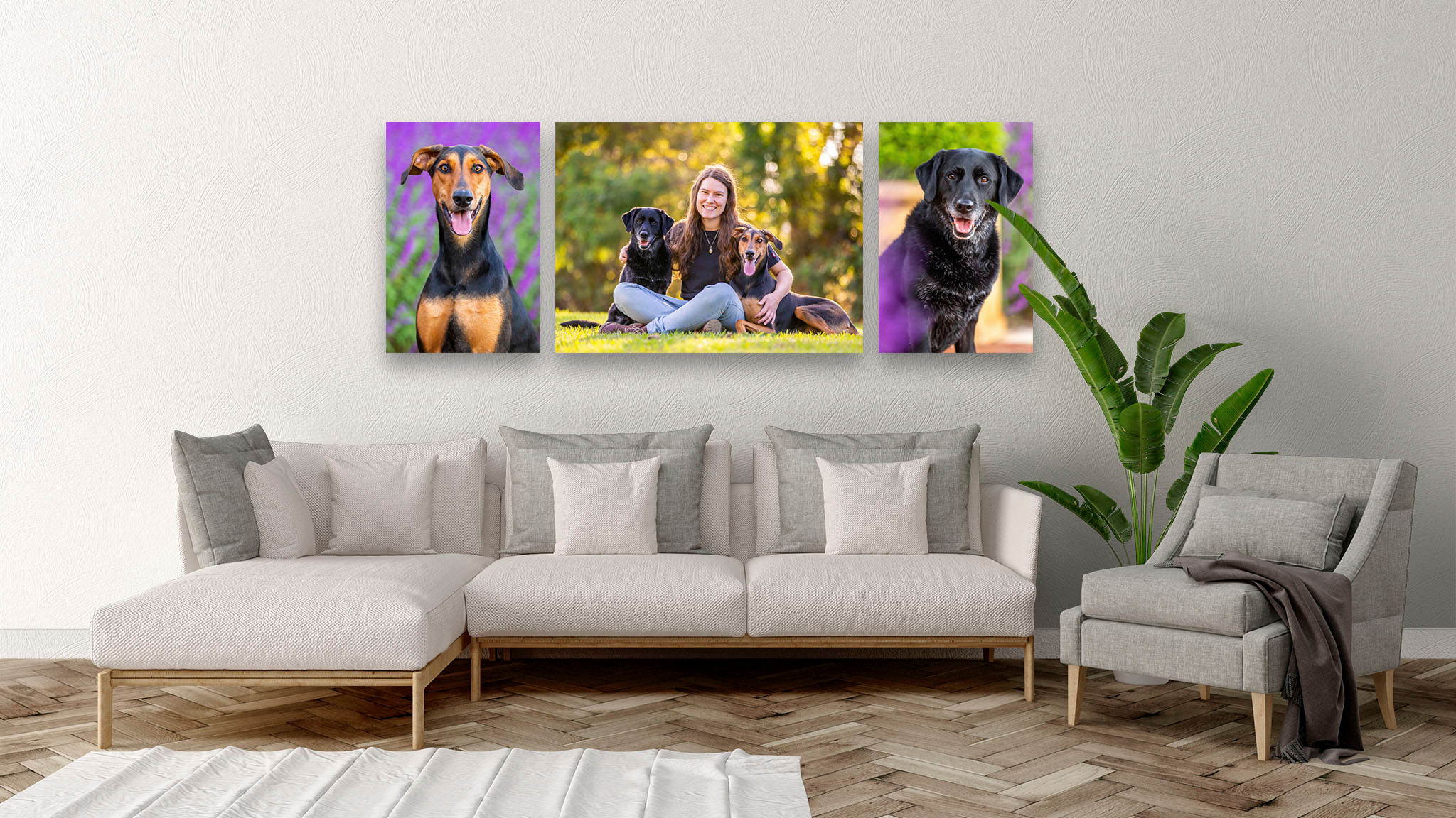 sydney-dog-photographer-labrador-doberman-wall-art.jpg