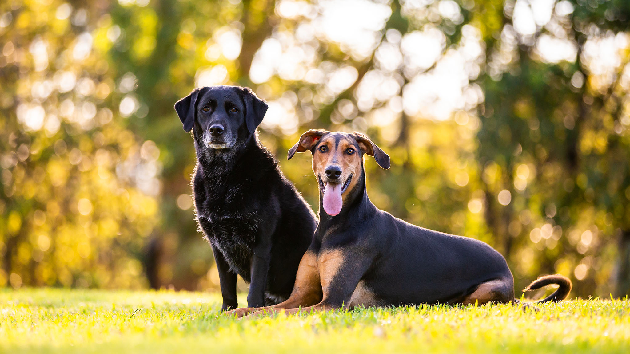 sydney-dog-photographer-labrador-doberman.jpg