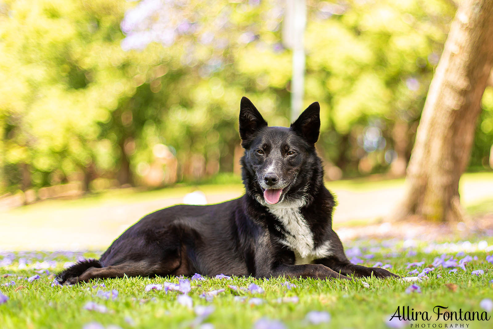 Ryley's photo session with her family in Concord for PharmAust 