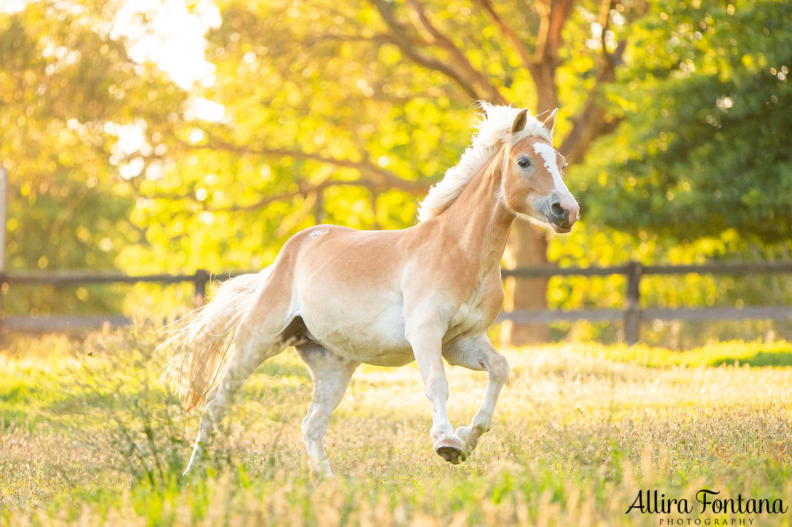Sunshine's photo session at home