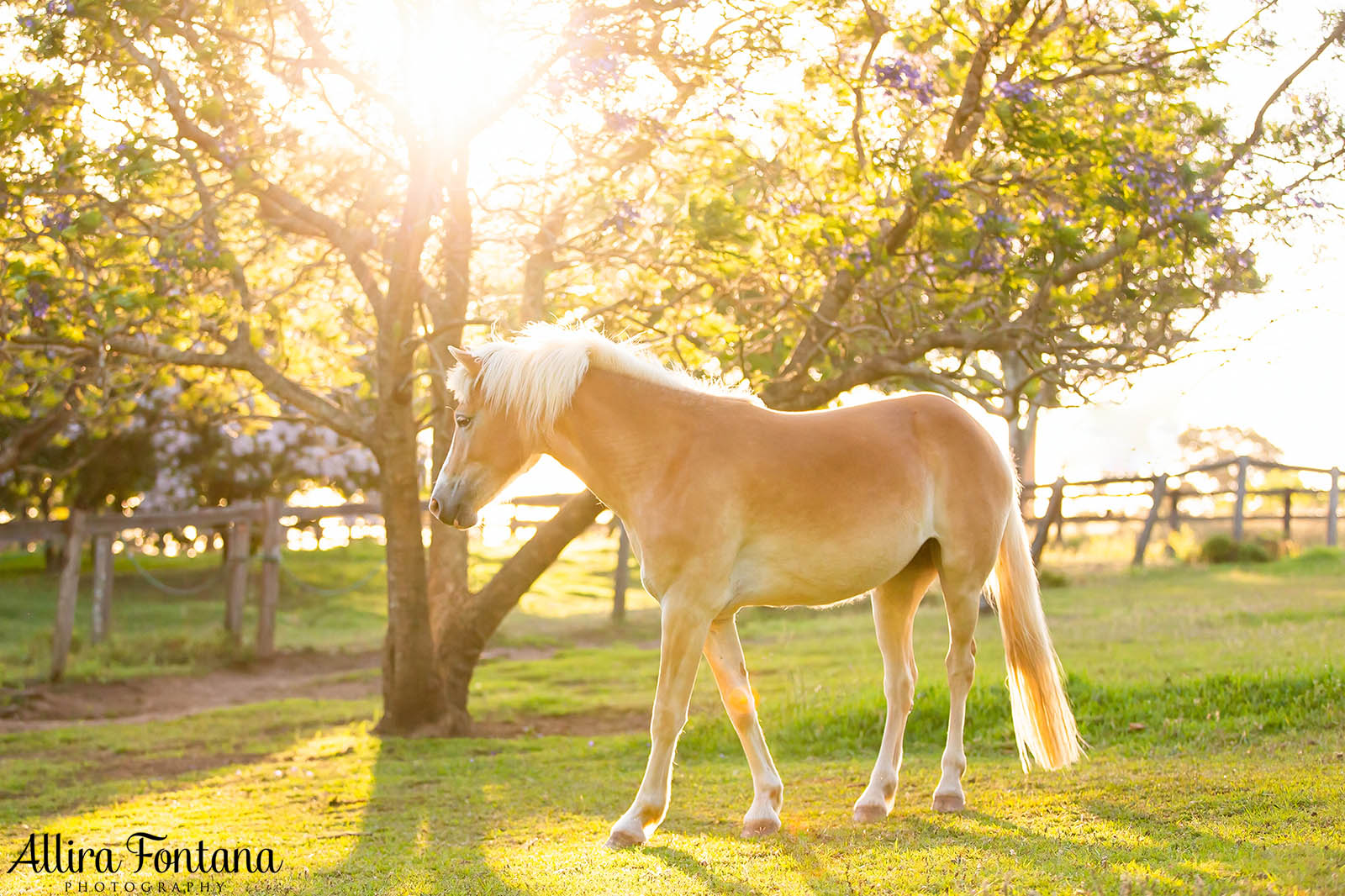 Sunshine's photo session at home