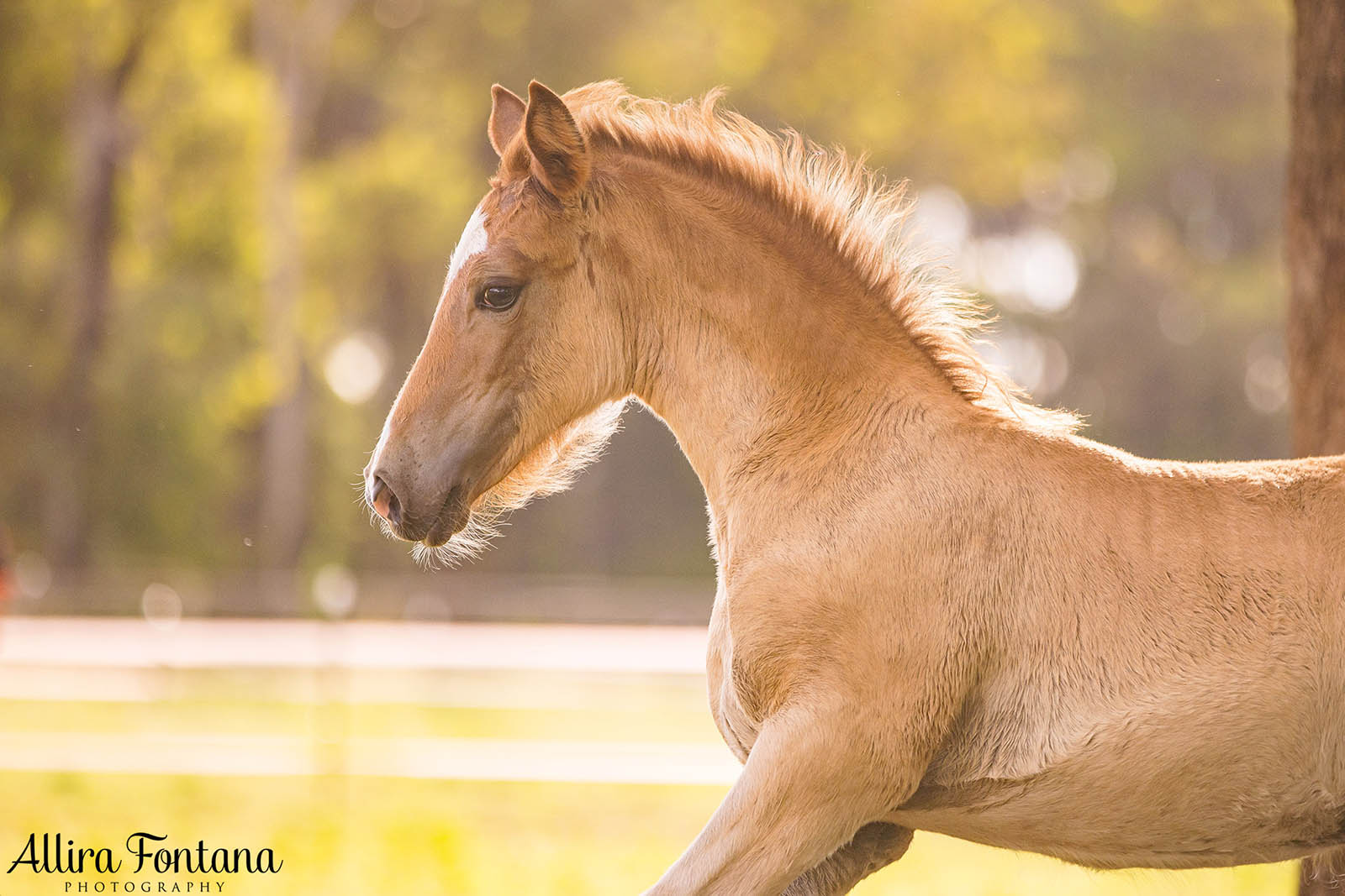 PSB Welsh Cob photo session at home 