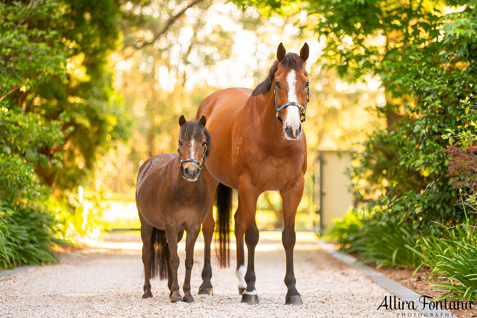 Harley and Poppy's photo session at home 