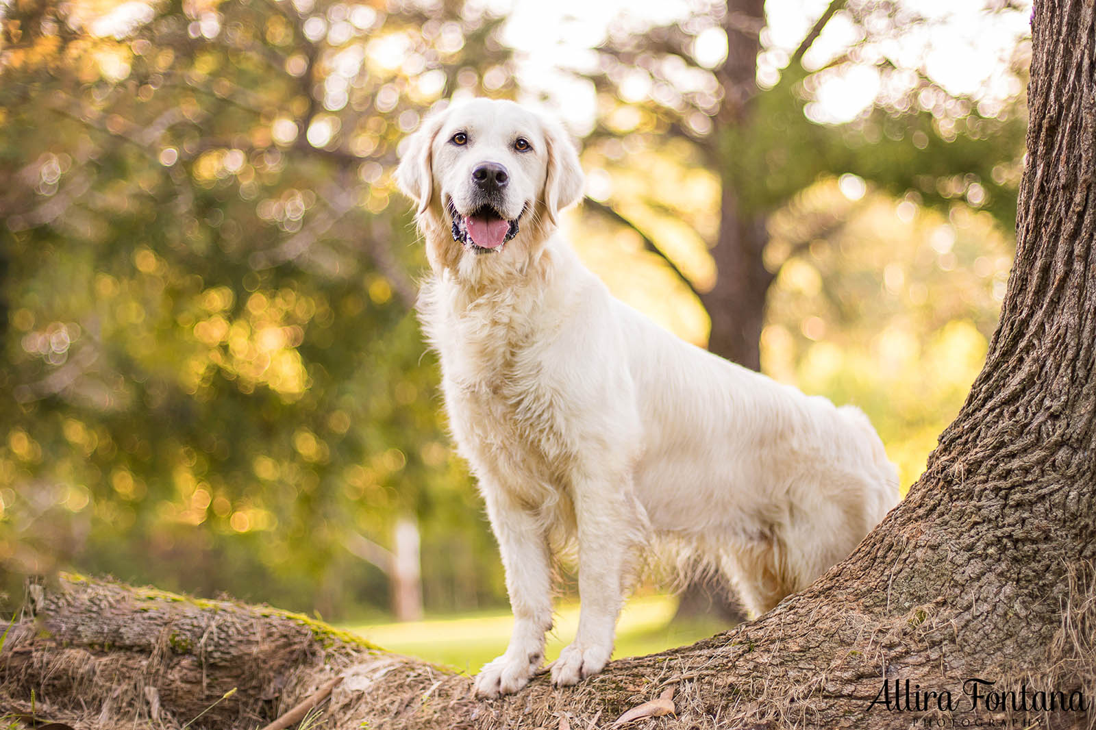 Juno's photo session at Castle Hill Heritage Park 