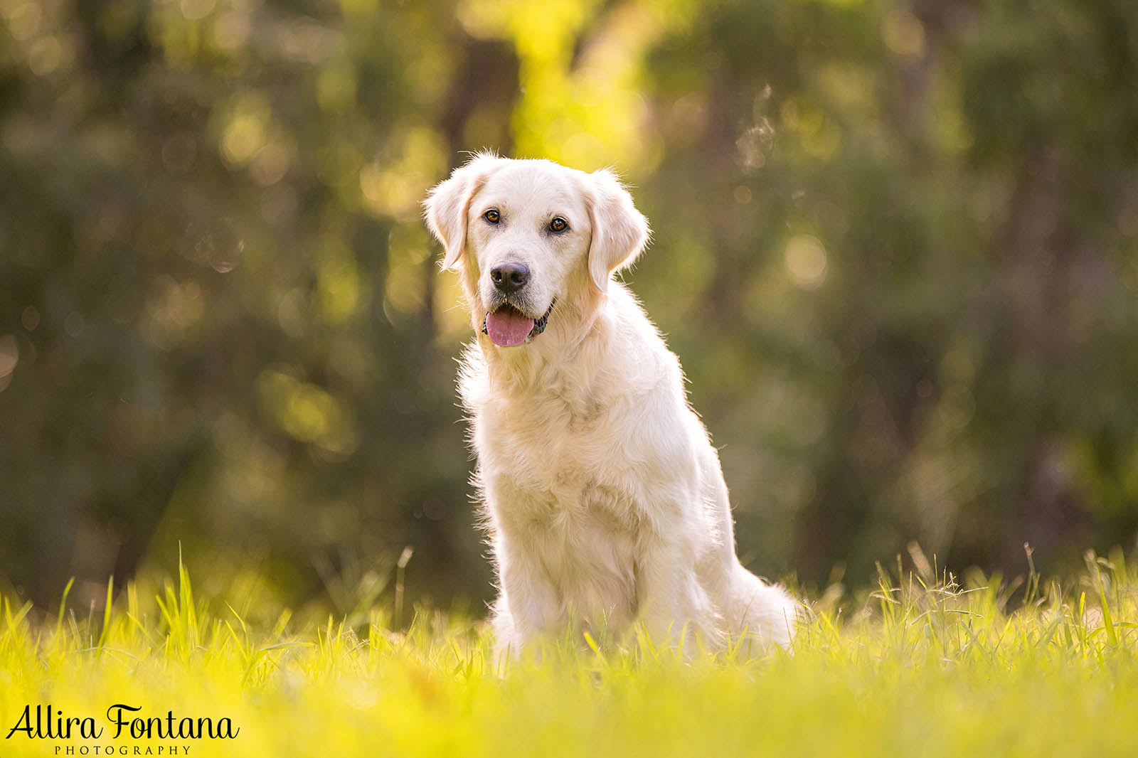 Juno's photo session at Castle Hill Heritage Park 