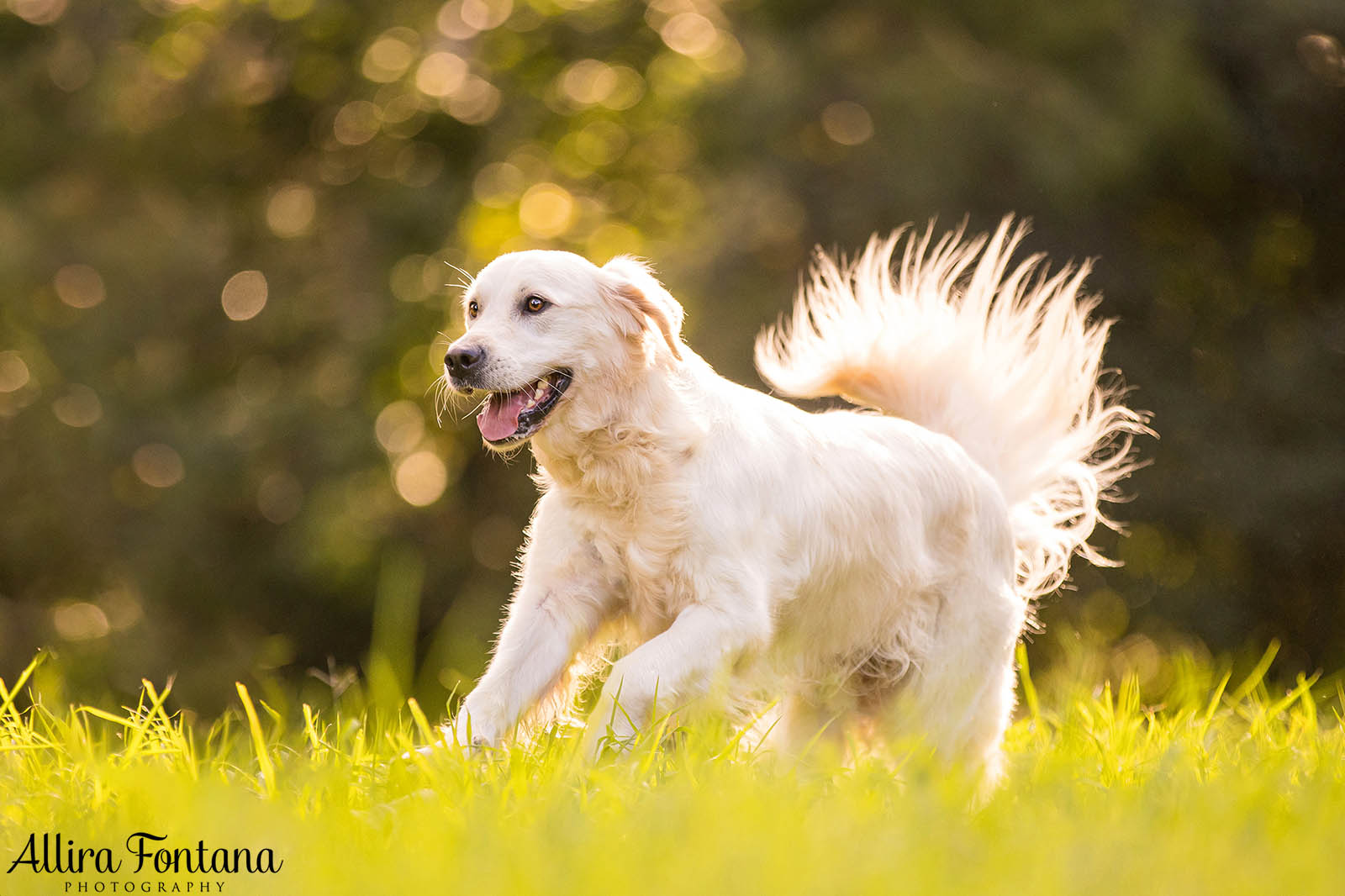 Juno's photo session at Castle Hill Heritage Park 