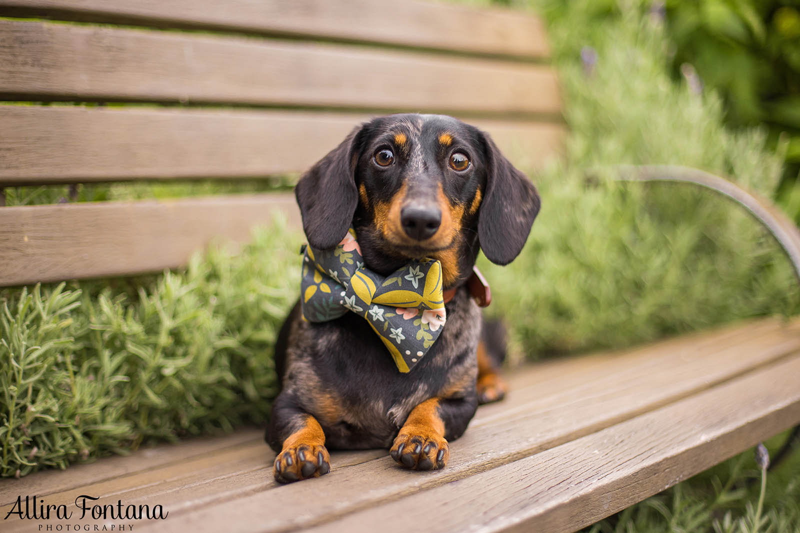 Doughy's photo session at Centennial Park 