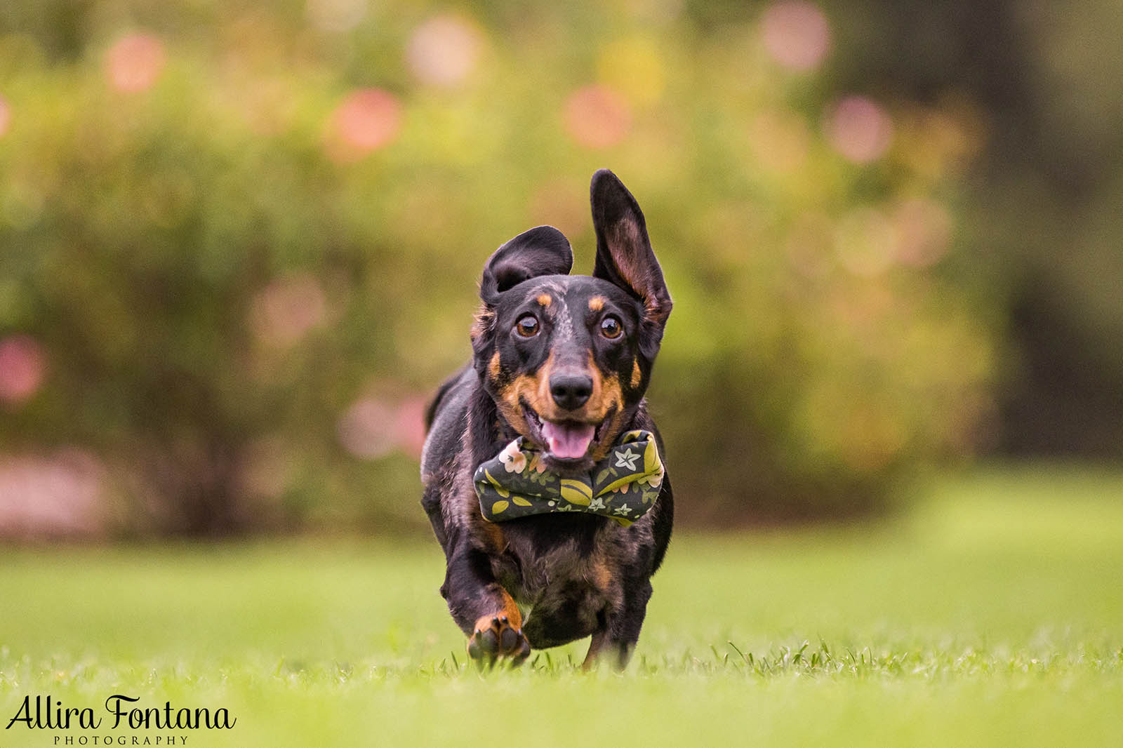 Doughy's photo session at Centennial Park 