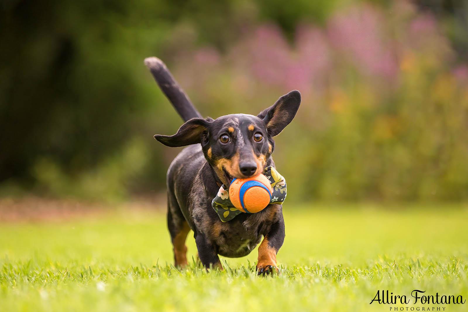 Doughy's photo session at Centennial Park 