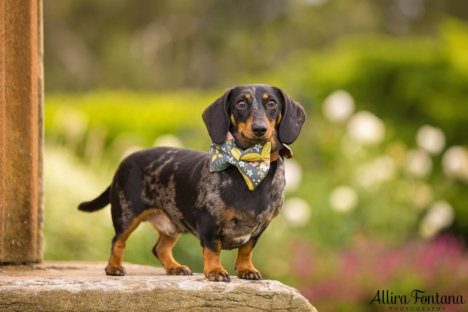 Doughy's photo session at Centennial Park 