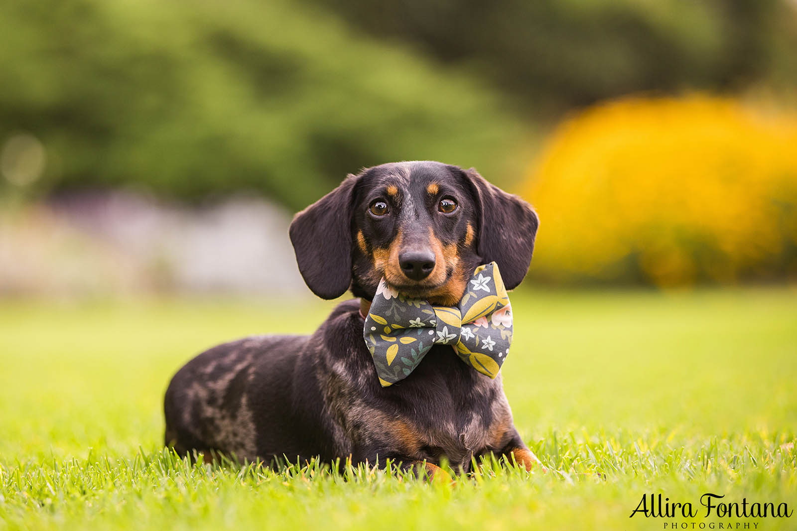 Doughy's photo session at Centennial Park 