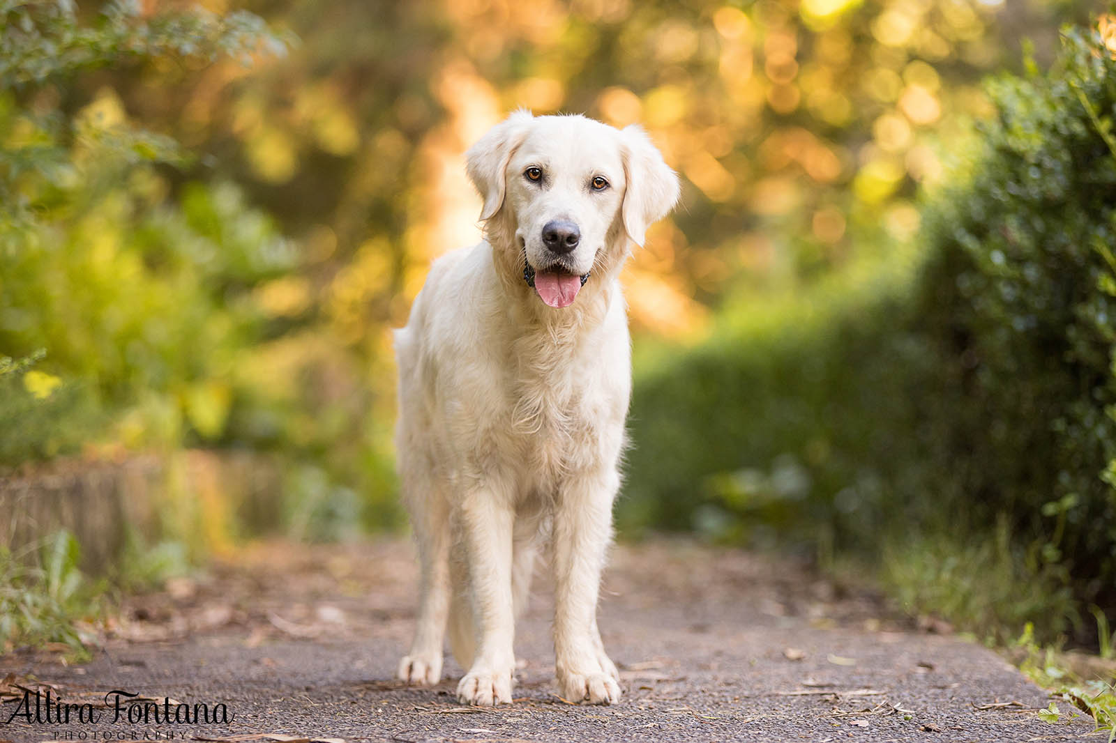 Juno's photo session at Castle Hill Heritage Park 