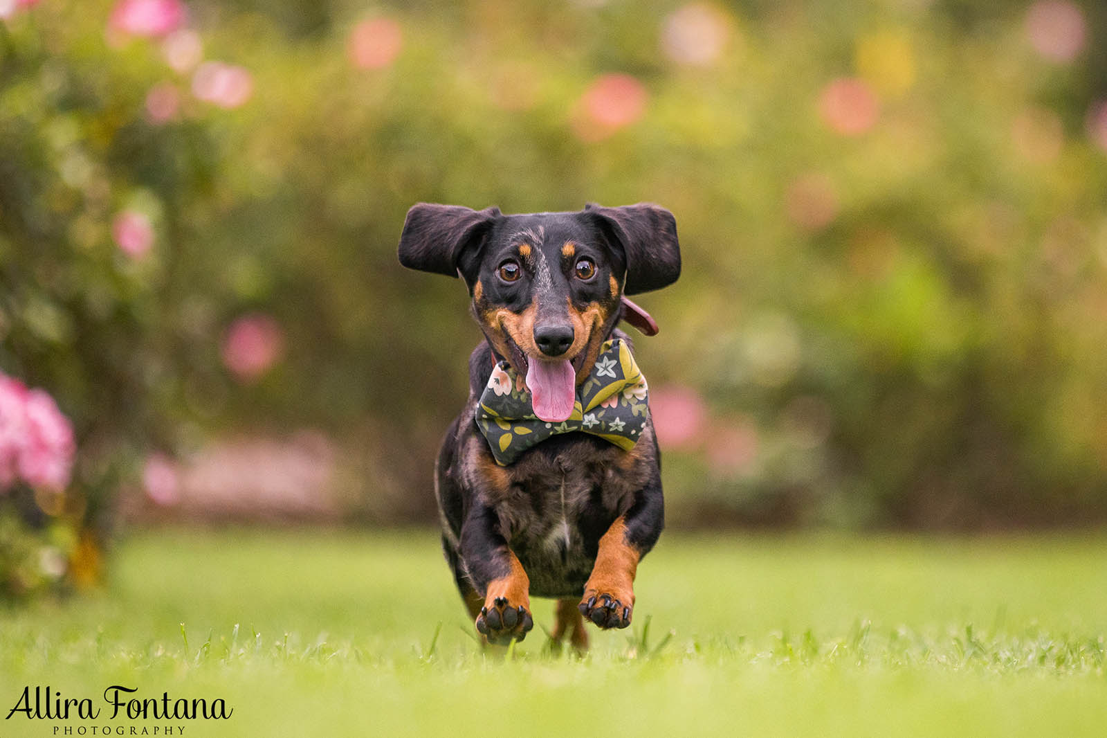 Doughy's photo session at Centennial Park 