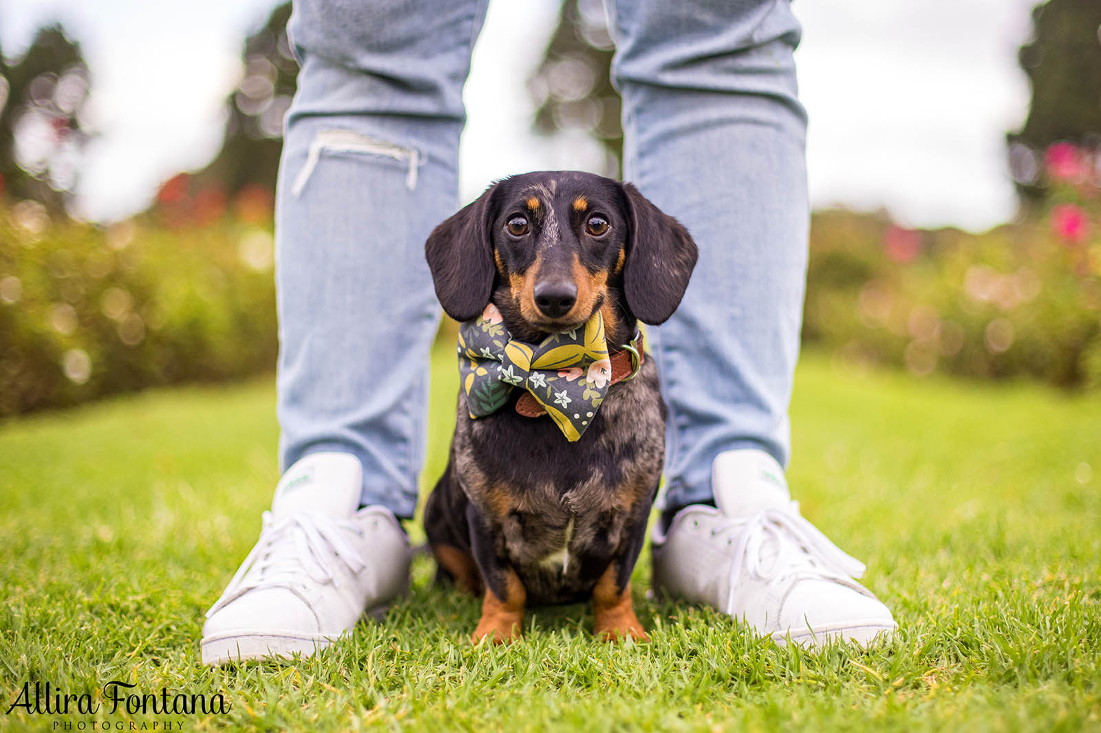 Doughy's photo session at Centennial Park 