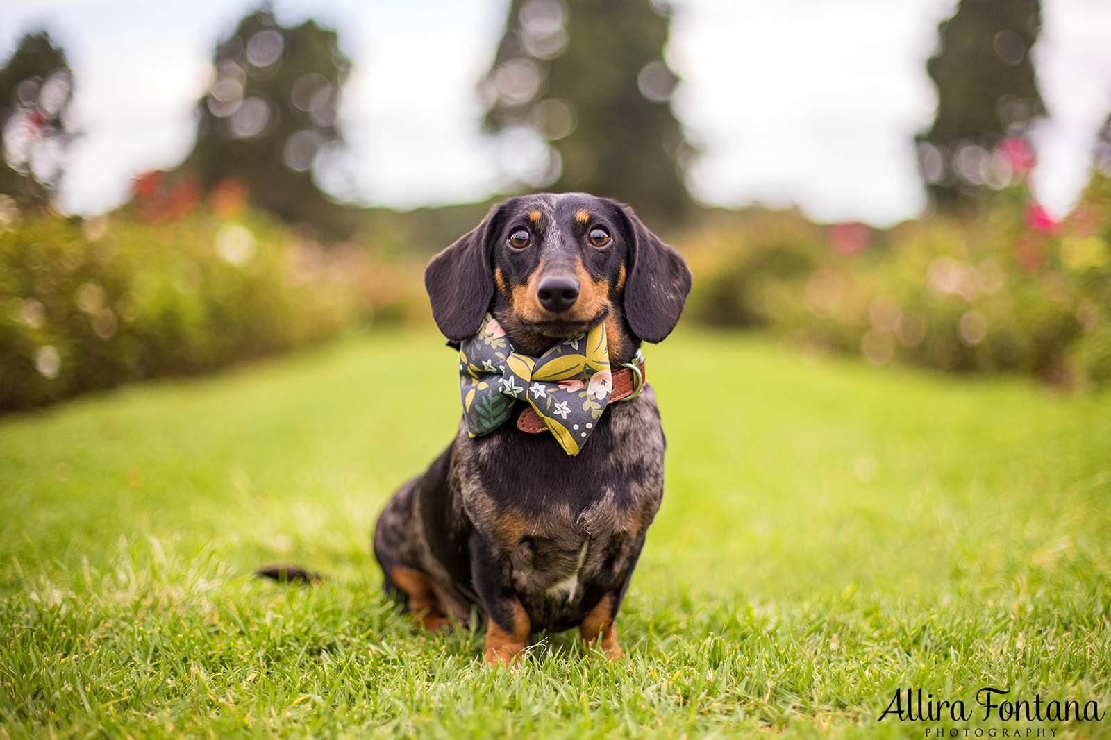 Doughy's photo session at Centennial Park 