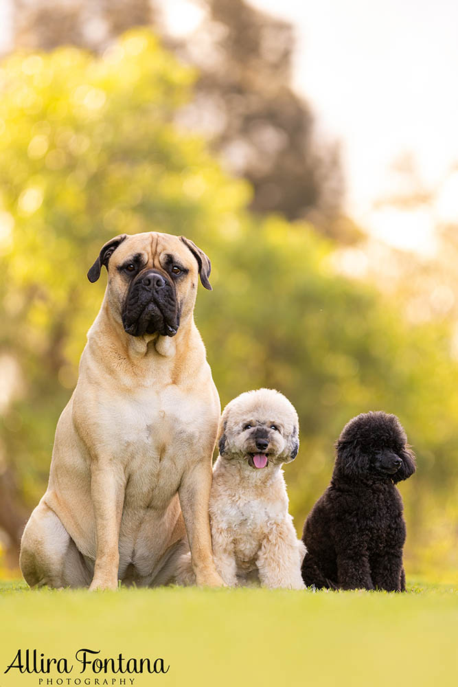 Frankie, Snickers and Lola's photo session at home 