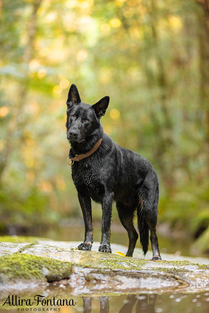 Trapper's photo session at Strickland State Forest 