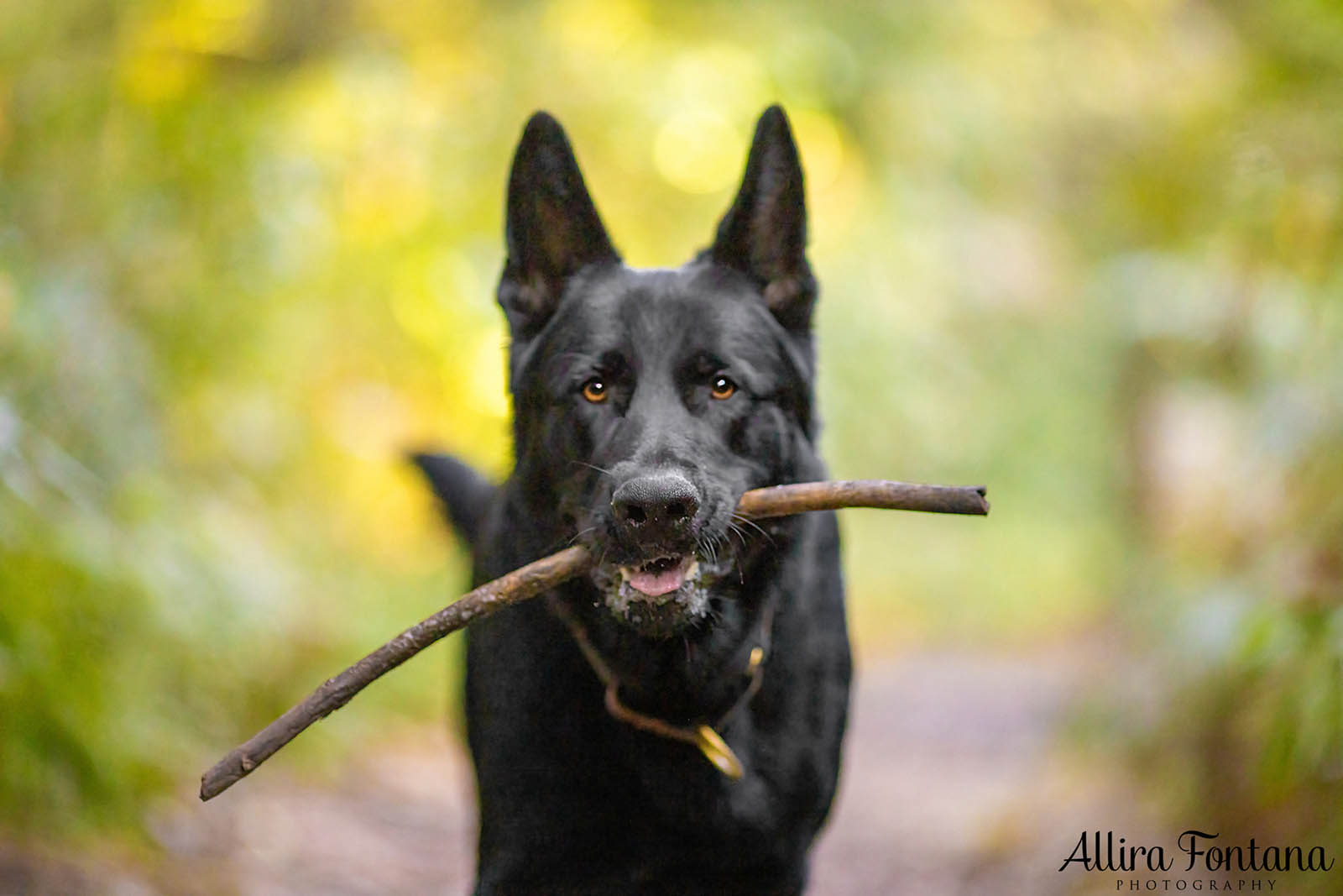 Trapper's photo session at Strickland State Forest 