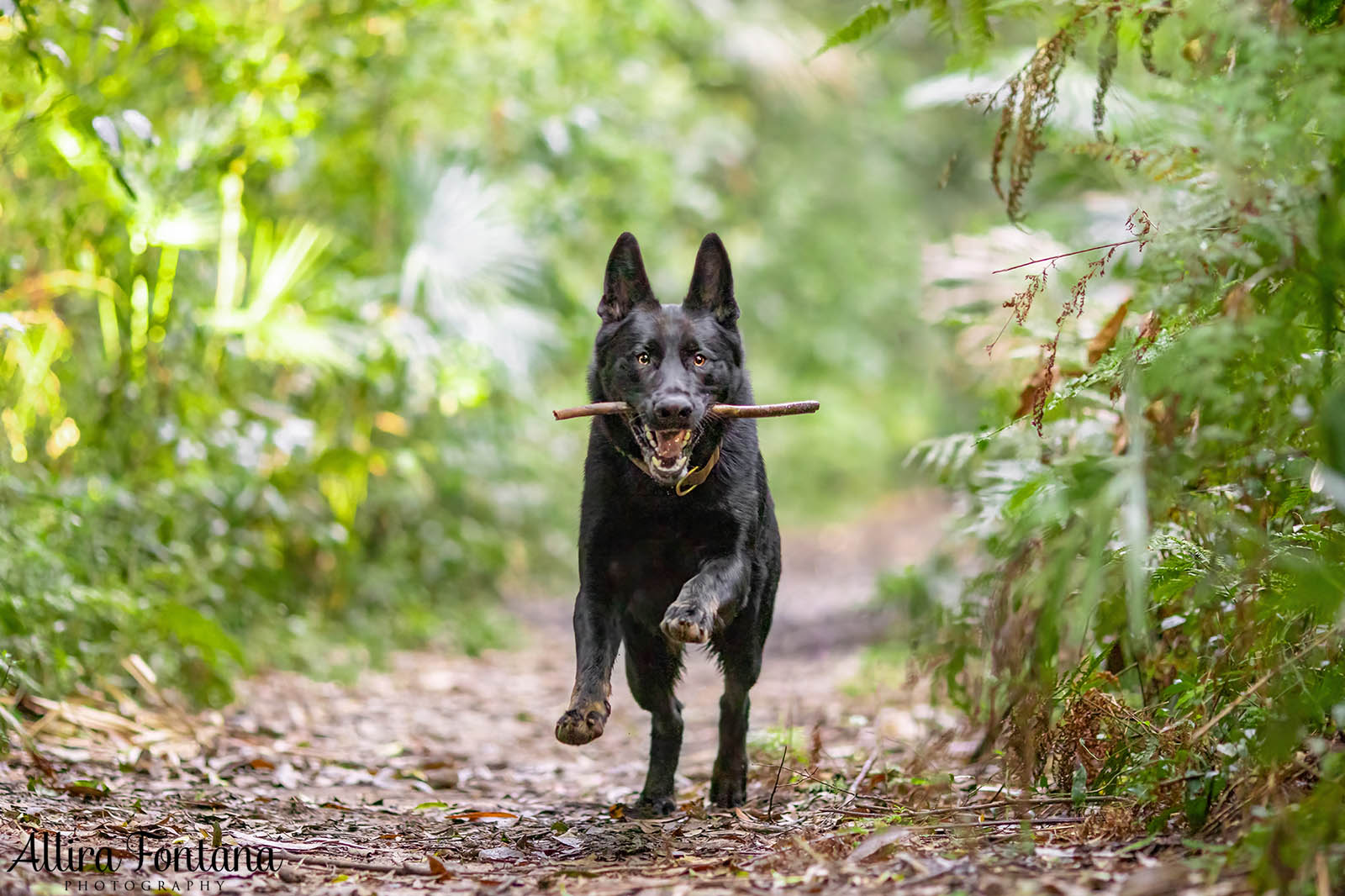 Trapper's photo session at Strickland State Forest 