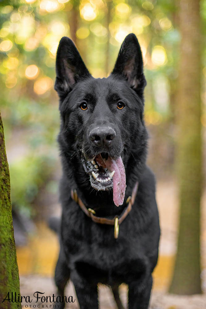 Trapper's photo session at Strickland State Forest 