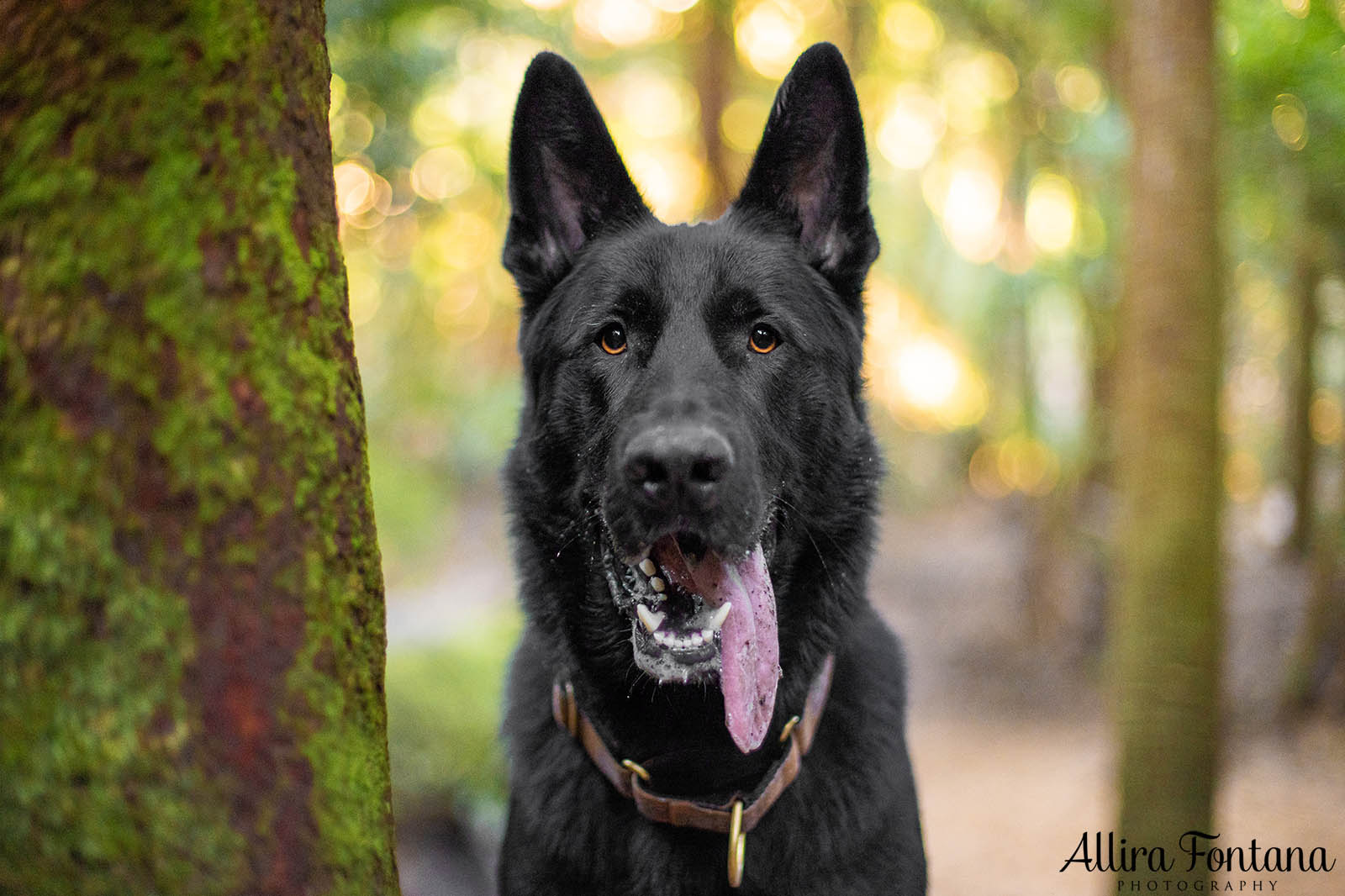 Trapper's photo session at Strickland State Forest 