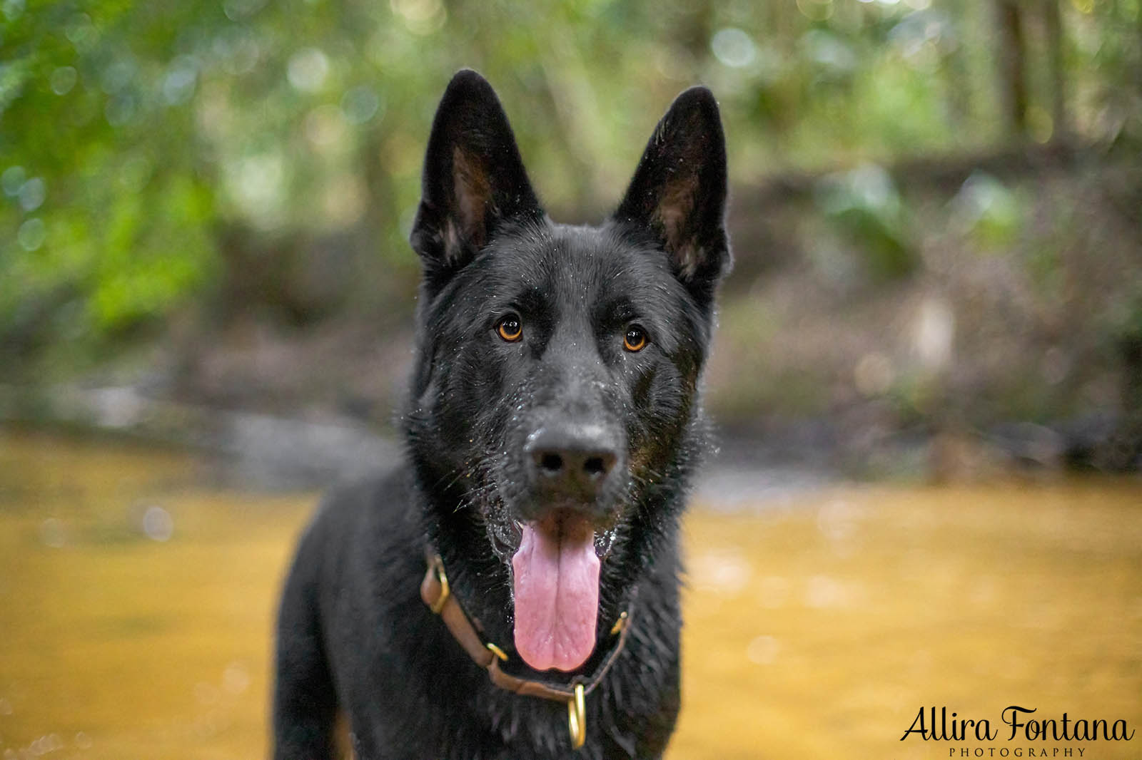 Trapper's photo session at Strickland State Forest 