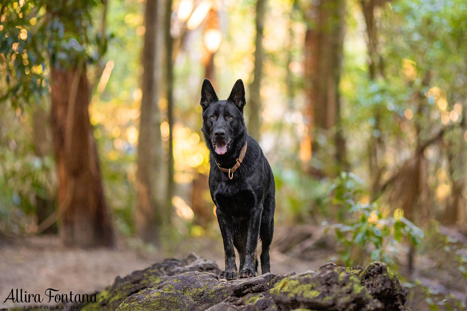 Trapper's photo session at Strickland State Forest