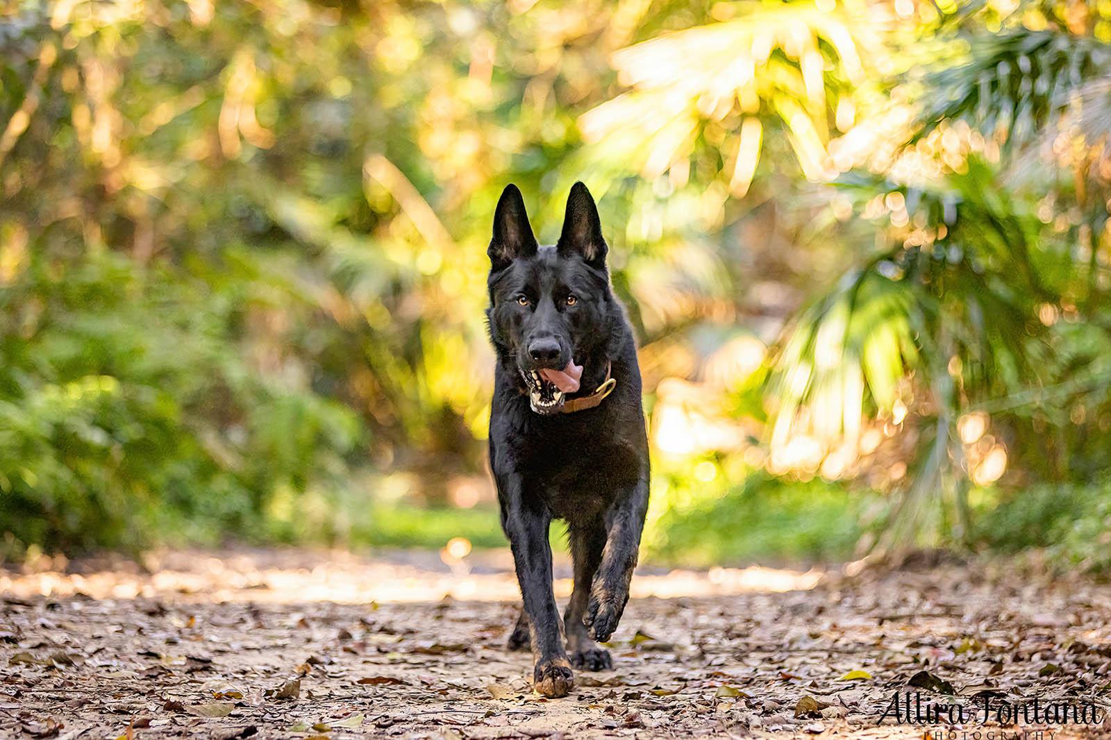 Trapper's photo session at Strickland State Forest 