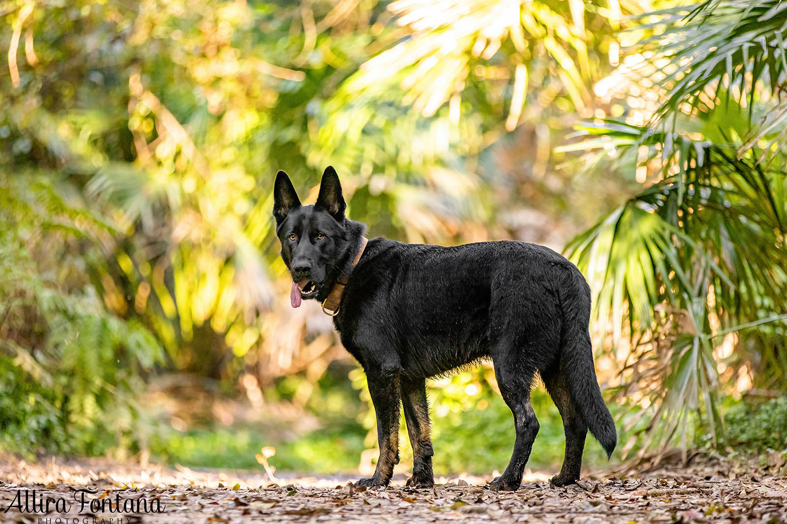 Trapper's photo session at Strickland State Forest 