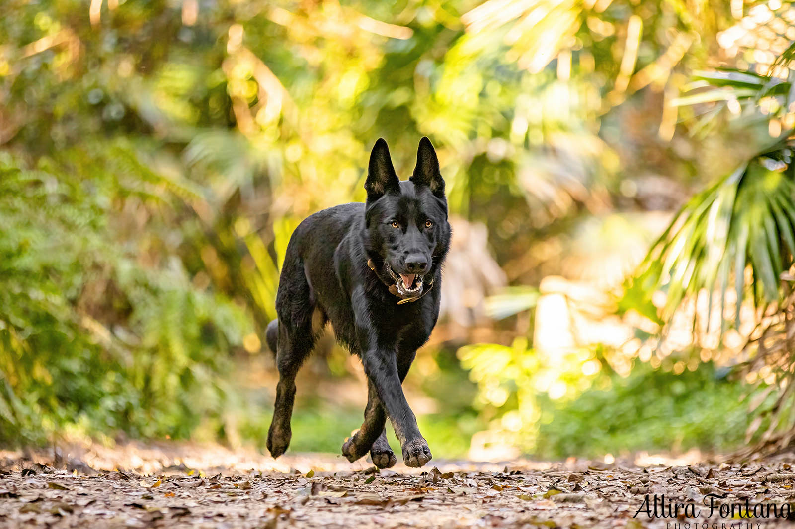 Trapper's photo session at Strickland State Forest 