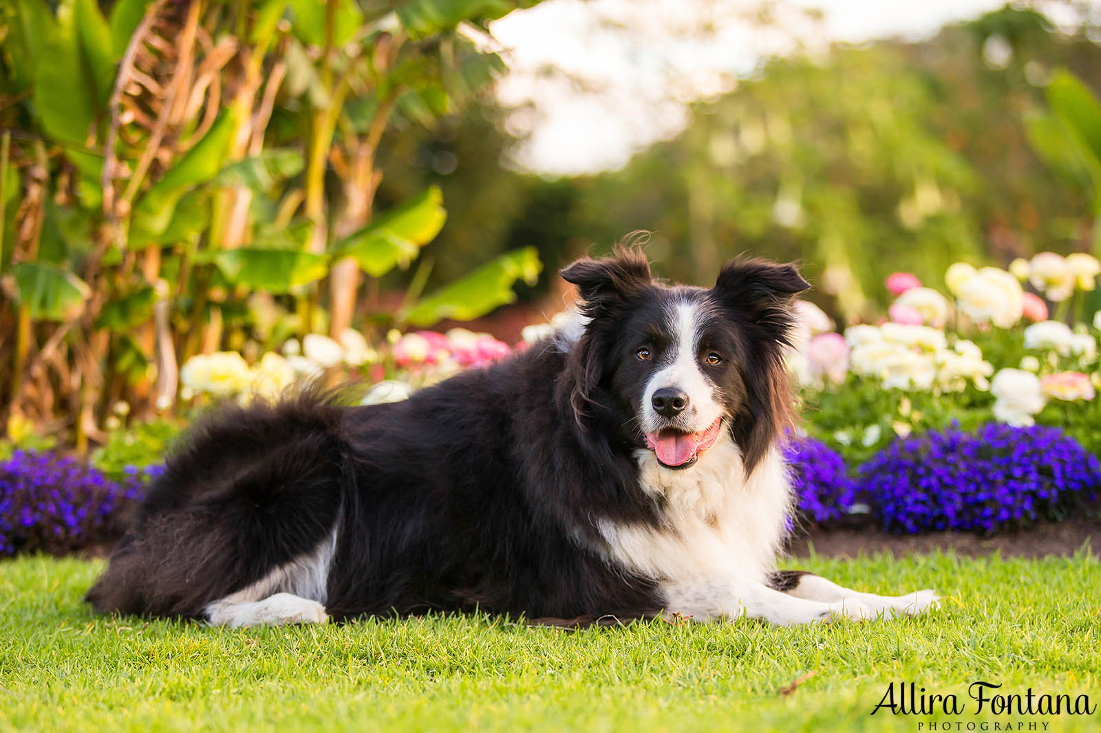 Vale Shelby, the much loved Border Collie 