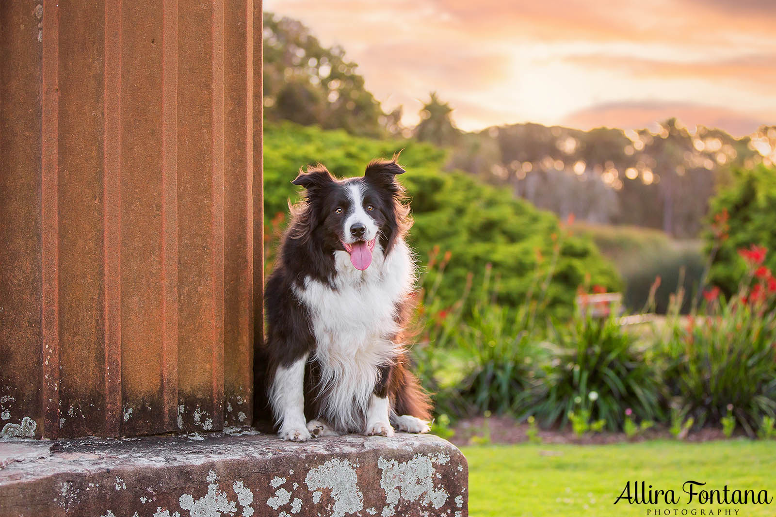 Vale Shelby, the much loved Border Collie 
