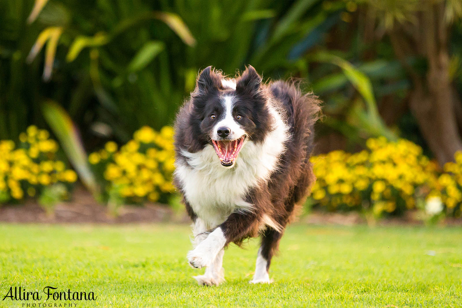 Vale Shelby, the much loved Border Collie 