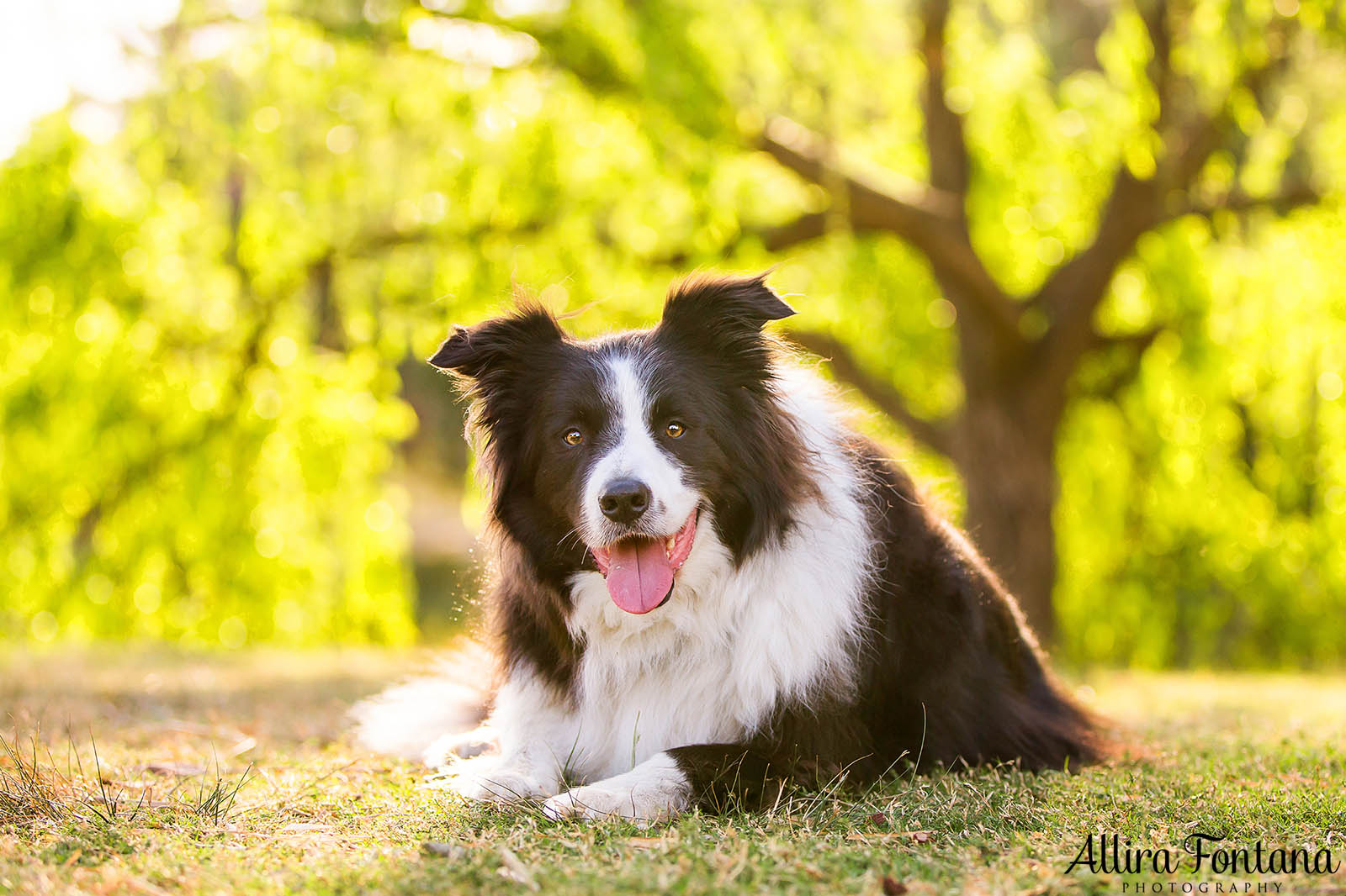 Vale Shelby, the much loved Border Collie 