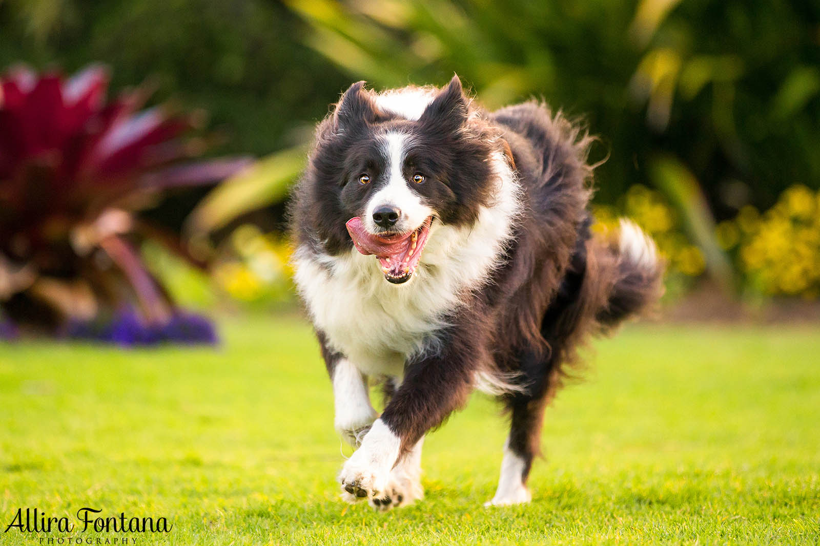 Vale Shelby, the much loved Border Collie 