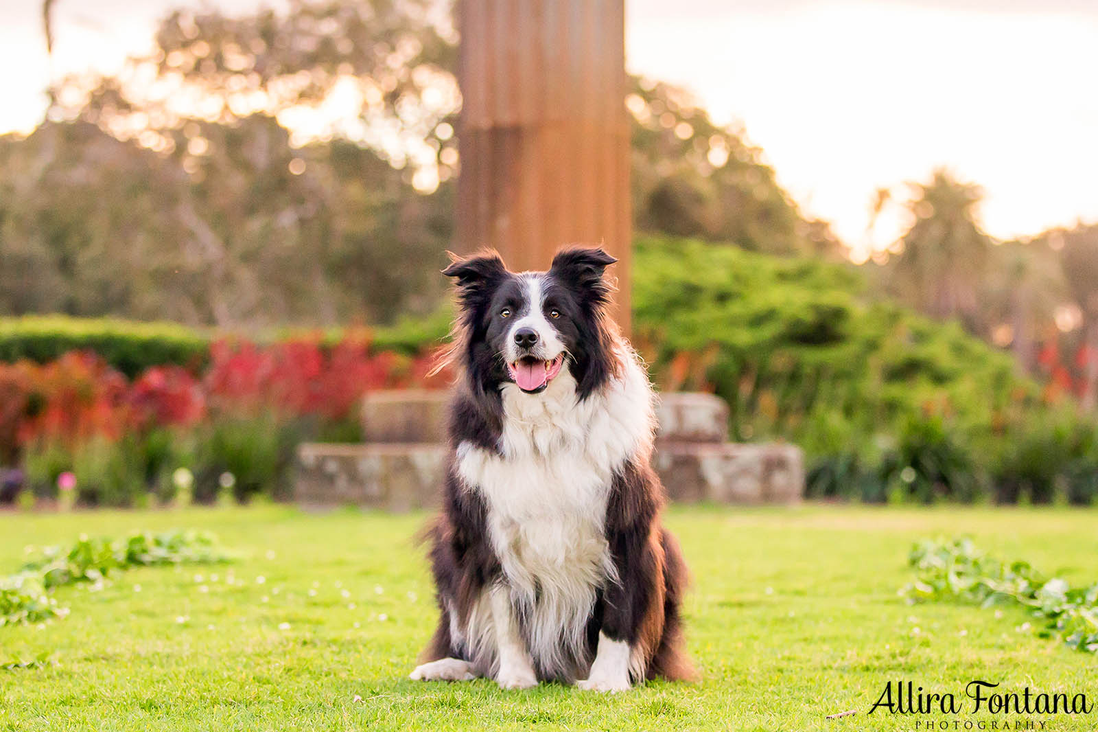 Vale Shelby, the much loved Border Collie 