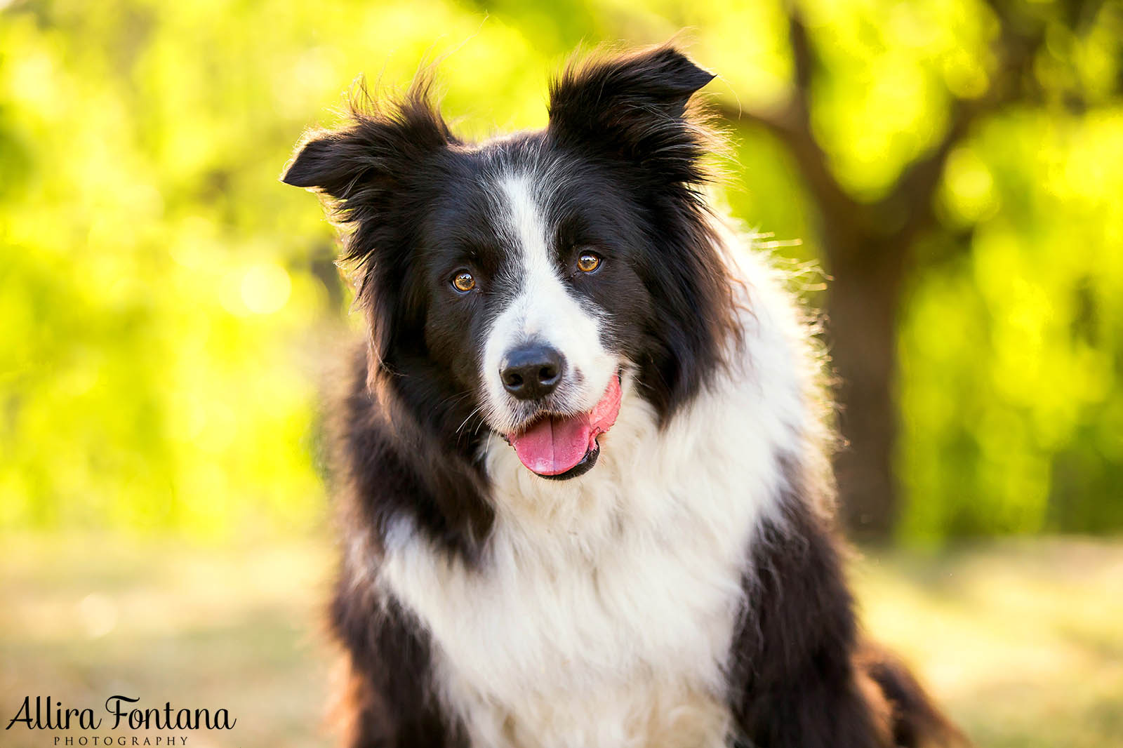 Vale Shelby, the much loved Border Collie 