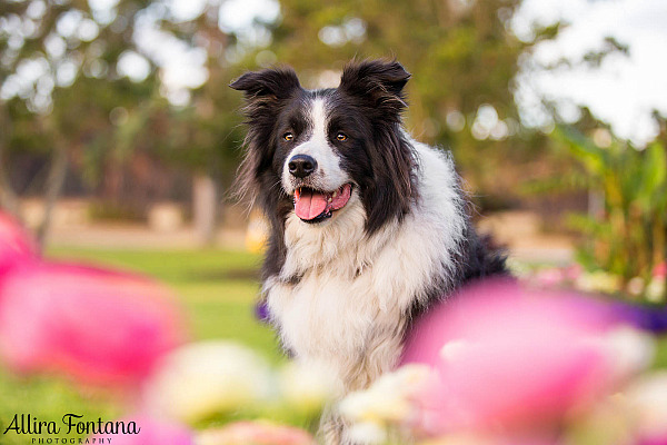 Vale Shelby, the much loved Border Collie