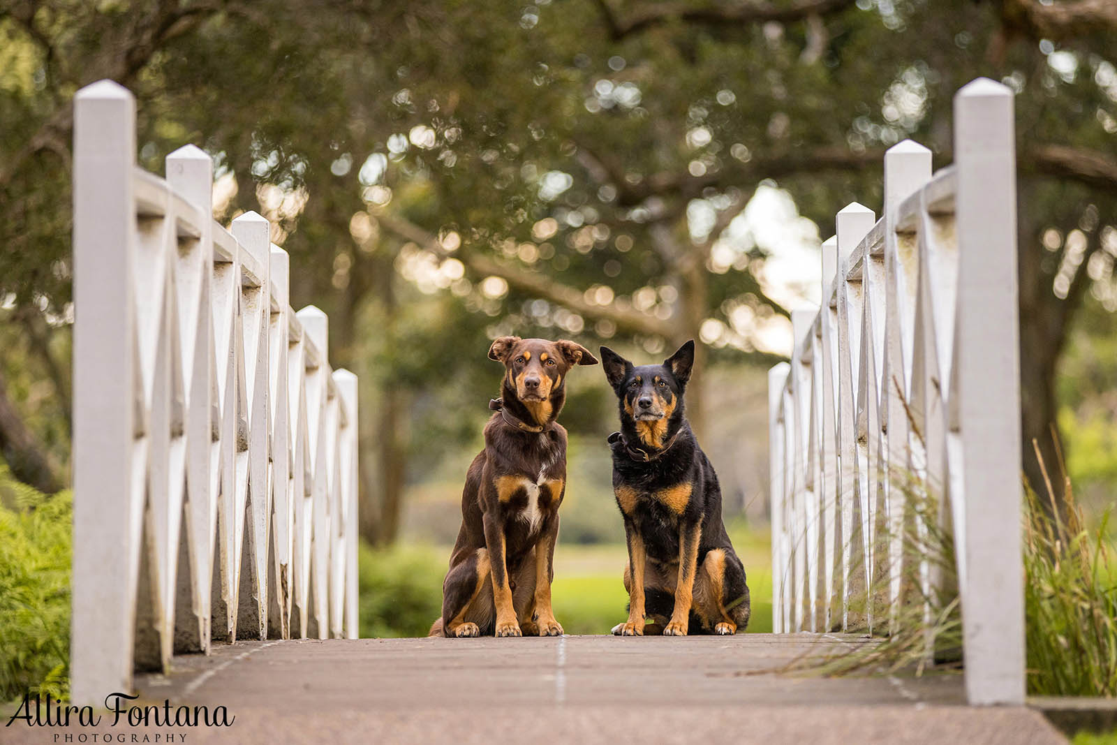 Mack and Pepper's photo session at Centennial Park 