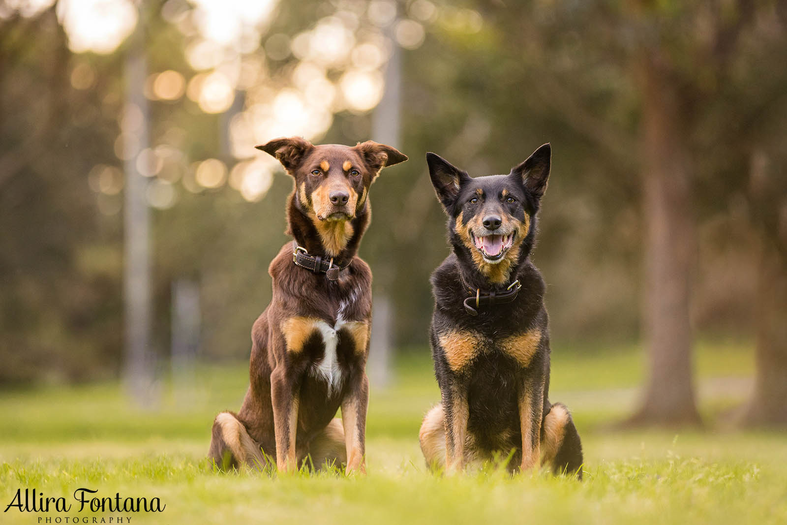 Mack and Pepper's photo session at Centennial Park 