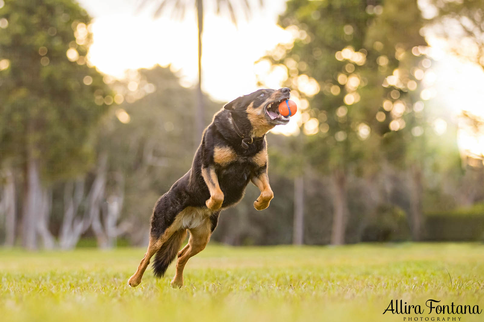 Mack and Pepper's photo session at Centennial Park 