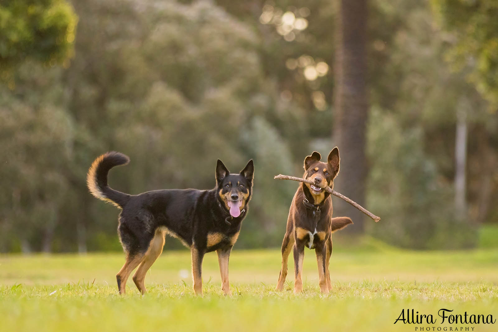 Mack and Pepper's photo session at Centennial Park 