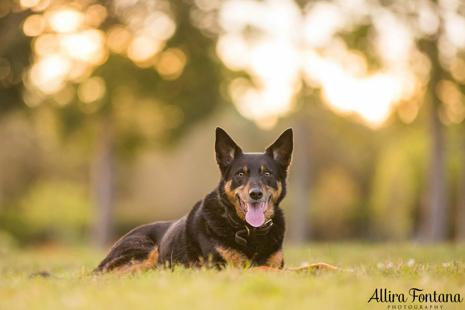 Mack and Pepper's photo session at Centennial Park 