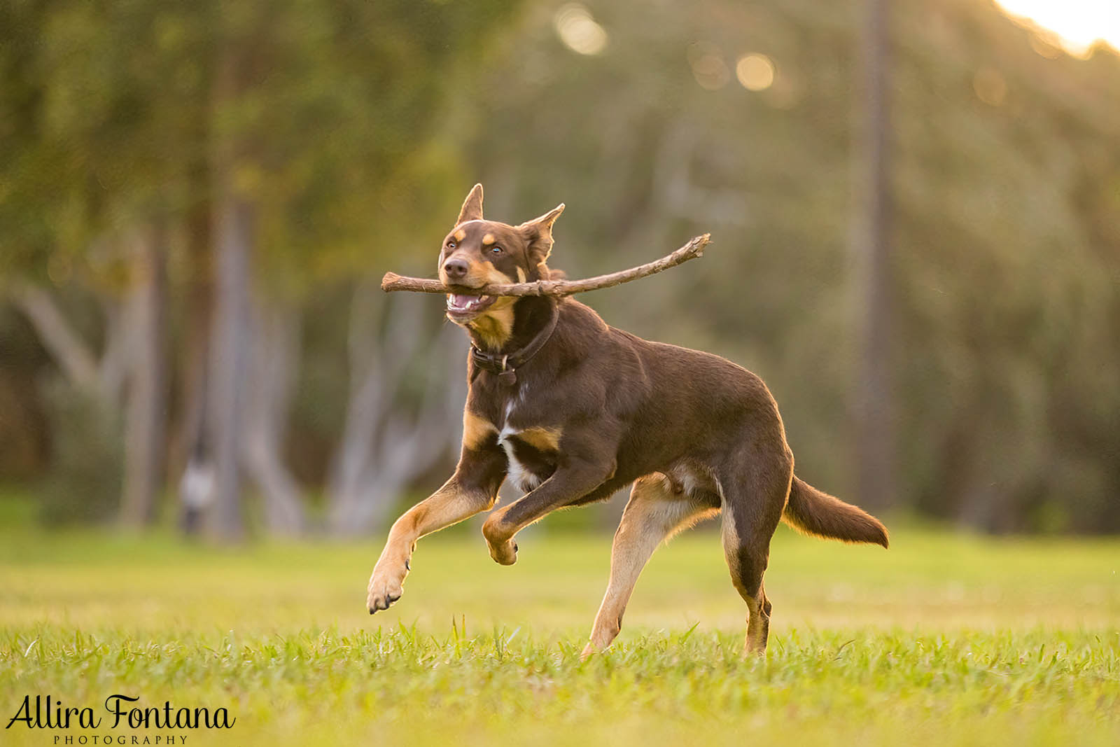 Mack and Pepper's photo session at Centennial Park 