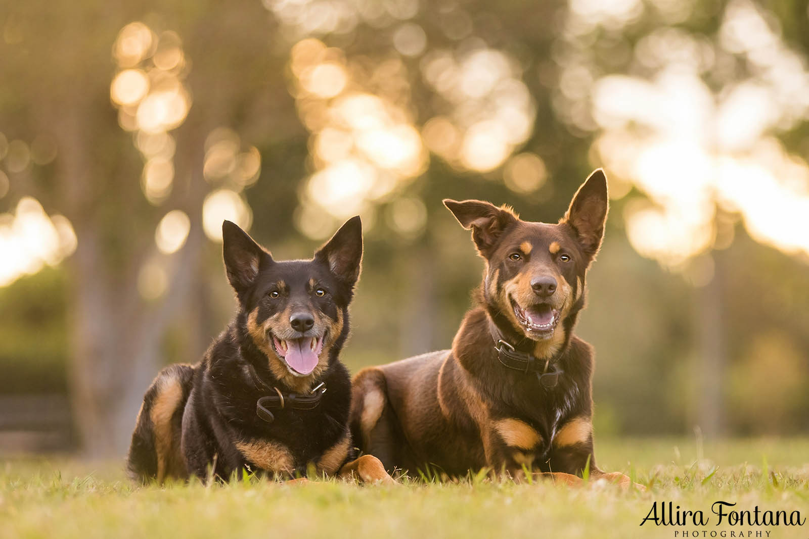 Mack and Pepper's photo session at Centennial Park 