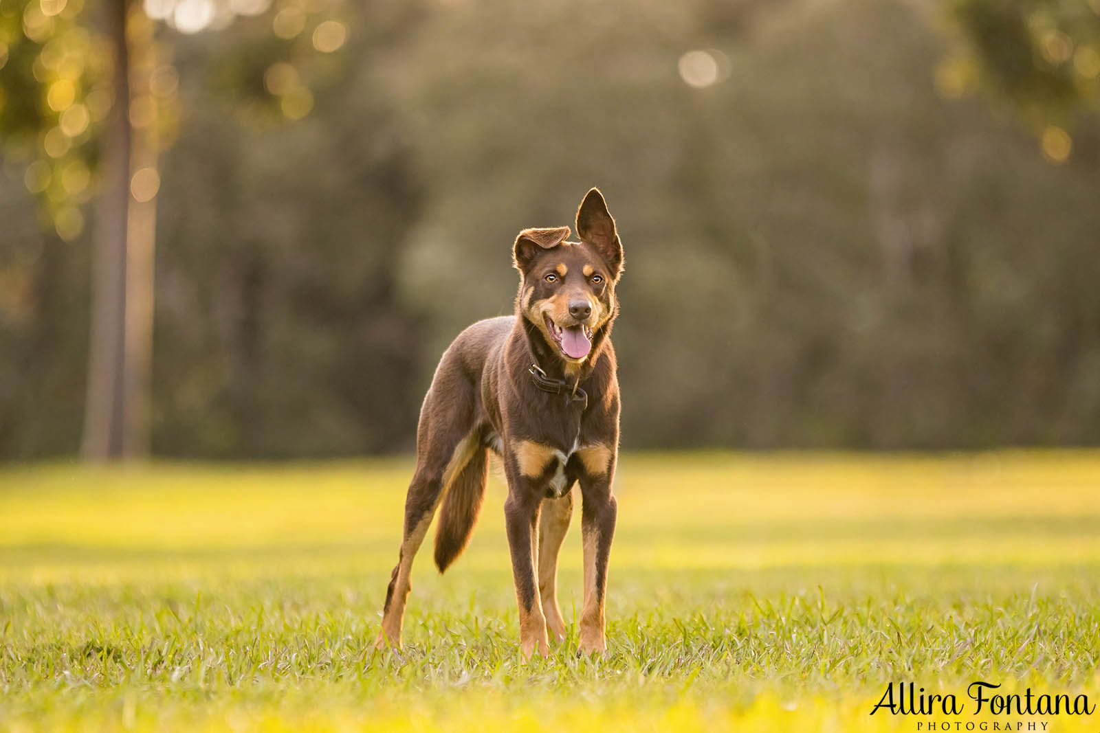 Mack and Pepper's photo session at Centennial Park 